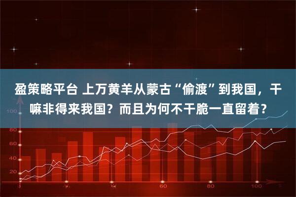盈策略平台 上万黄羊从蒙古“偷渡”到我国，干嘛非得来我国？而且为何不干脆一直留着？